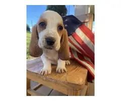 AKC Basset Hound Puppies for Sale - 4