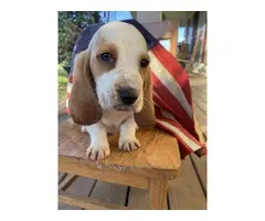 AKC Basset Hound Puppies for Sale - 5