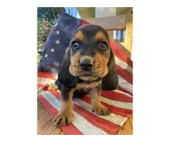 AKC Basset Hound Puppies for Sale - 6