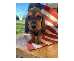 AKC Basset Hound Puppies for Sale - 8