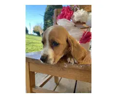 AKC Basset Hound Puppies for Sale - 9