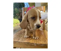 AKC Basset Hound Puppies for Sale - 10