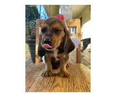 AKC Basset Hound Puppies for Sale - 11