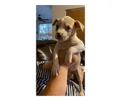2 Pitbull puppies for sale - 4