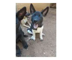 Full-blooded American Akita puppies for adoption