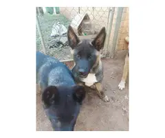 Full-blooded American Akita puppies for adoption - 4