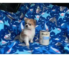 Teacup Pomeranian Puppies for Sale