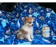 Teacup Pomeranian Puppies for Sale