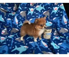 Teacup Pomeranian Puppies for Sale