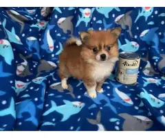 Teacup Pomeranian Puppies for Sale