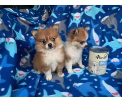 Teacup Pomeranian Puppies for Sale