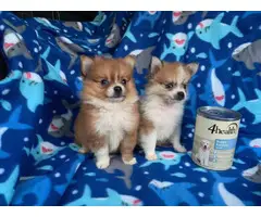 Teacup Pomeranian Puppies for Sale