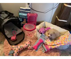 Purebred Pomeranian Puppy for Sale