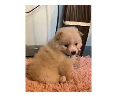 Purebred Pomeranian Puppy for Sale - 2