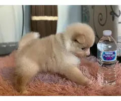 Purebred Pomeranian Puppy for Sale - 3
