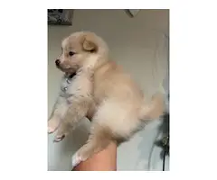 Purebred Pomeranian Puppy for Sale - 4