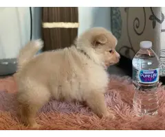Purebred Pomeranian Puppy for Sale - 6