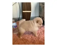 Purebred Pomeranian Puppy for Sale - 7