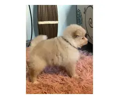 Purebred Pomeranian Puppy for Sale - 8