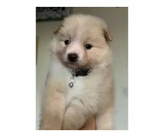 Purebred Pomeranian Puppy for Sale - 9