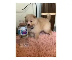 Purebred Pomeranian Puppy for Sale - 10