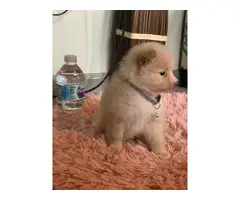 Purebred Pomeranian Puppy for Sale - 12