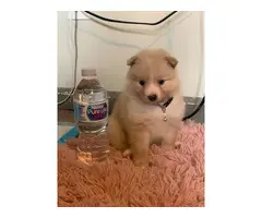 Purebred Pomeranian Puppy for Sale - 13