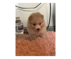 Purebred Pomeranian Puppy for Sale - 14