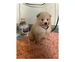 Purebred Pomeranian Puppy for Sale - 15