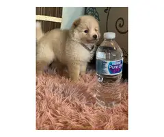 Purebred Pomeranian Puppy for Sale - 17