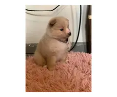 Purebred Pomeranian Puppy for Sale - 18