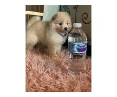 Purebred Pomeranian Puppy for Sale - 19