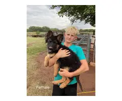 Registered black and tan German Shepherd puppies - 4