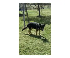 Registered black and tan German Shepherd puppies - 6