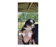 9 Aussie puppies available