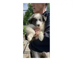 9 Aussie puppies available - 5