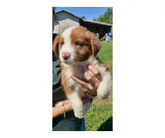 9 Aussie puppies available - 6