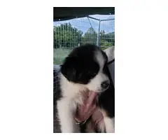 9 Aussie puppies available - 7
