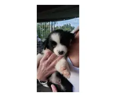 9 Aussie puppies available - 8