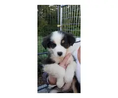 9 Aussie puppies available - 9