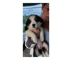 9 Aussie puppies available - 10