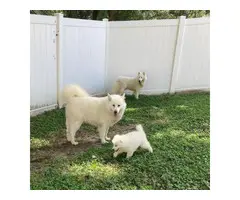Purebred Samoyed puppies