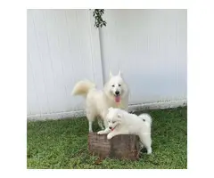 Purebred Samoyed puppies