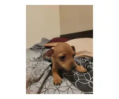 Brown and Oreo Chihuahua Puppies - 2