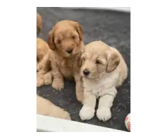 Goldendoodle puppies for sale - 3