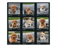Goldendoodle puppies for sale - 5