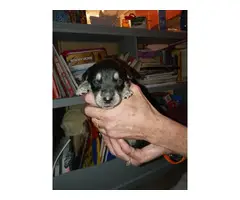 8 female Ausky puppies for sale - 2
