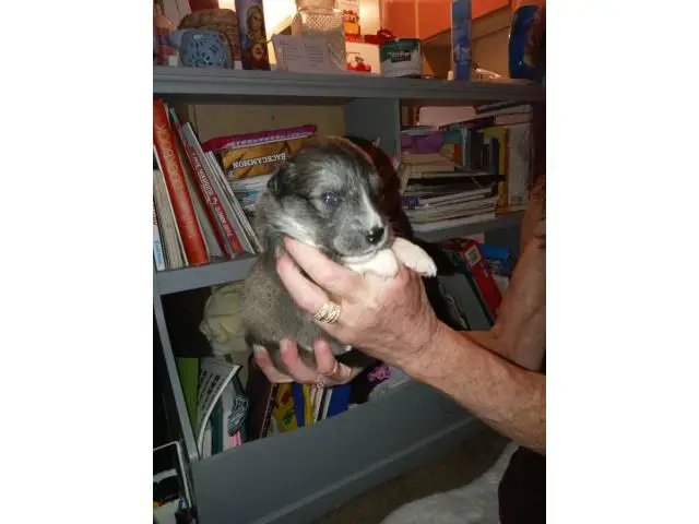 8 female Ausky puppies for sale - 3/8