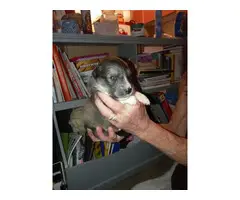 8 female Ausky puppies for sale - 3