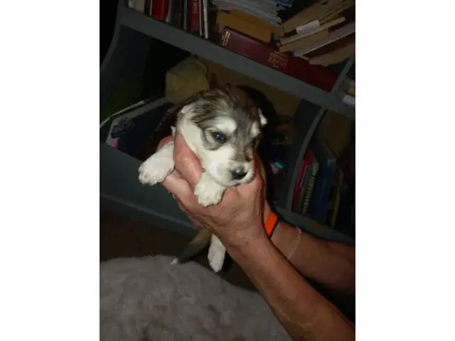 8 female Ausky puppies for sale - 5/8